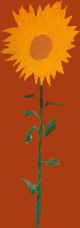 Sunflowers Family